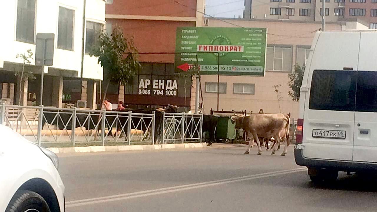 Домашние животные должны пастись в районе, на зеленых полях, а не в городе  | 16.08.2021 | Новости Дербента - БезФормата