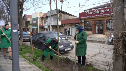 59 кленов высажено в рамках проекта «Зелёный Дербент»